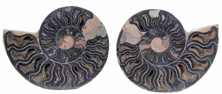 Split Black/Orange Ammonite Pair - Unusual Coloration #55588